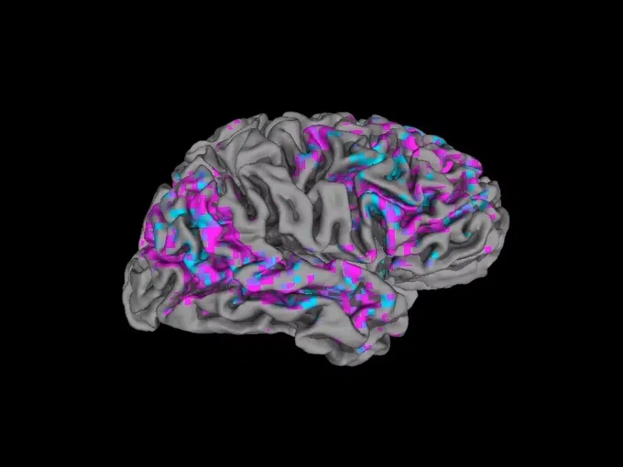 Cerebral cortex of brain