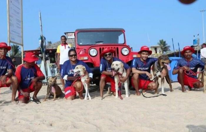 Goa: Safer Beaches with new Dog Squads & AI - Asiana Times