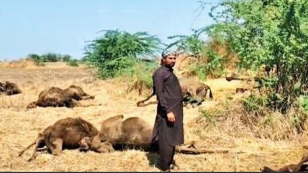 Camels were found dead in Bharuch, Gujrat