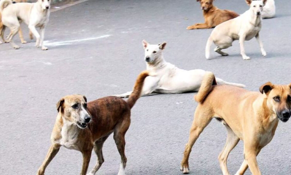 Supreme Court Urged to Tackle Dog Menace - Asiana Times