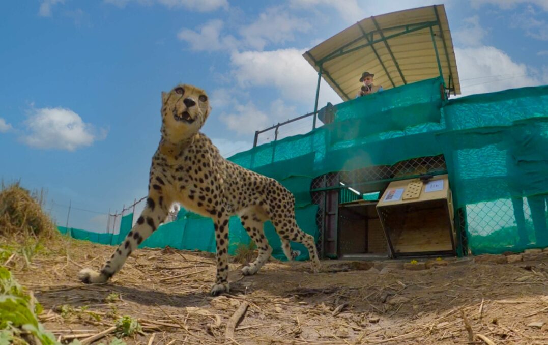 Project Cheetah progresses: 6 more joining Kuno National Park - Asiana Times