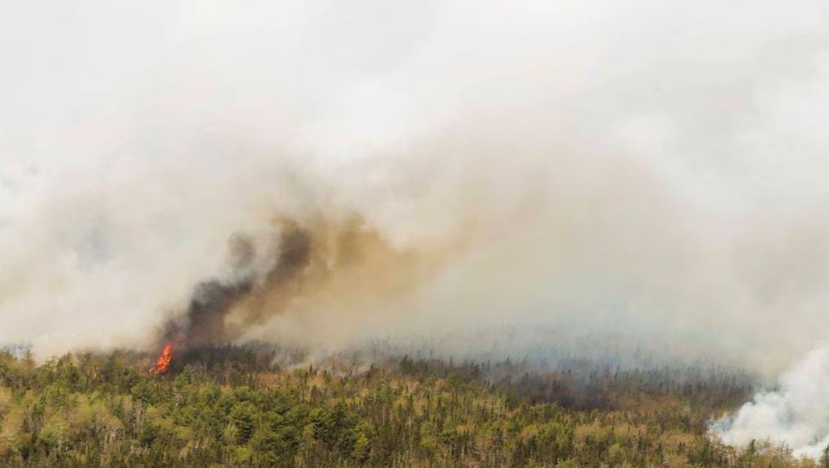 Barrington Lake Wildfire in a forest in Nova Scotia Canada