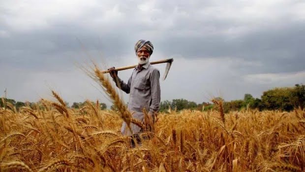 India Imposes Wheat Stockholding To Stabilise Price  - Asiana Times