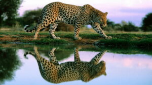 Project Cheetah progresses: 6 more joining Kuno National Park - Asiana Times