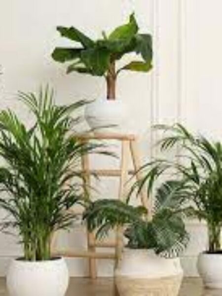 indoorplants