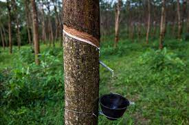 New hope for the dwindling rubber industry - Asiana Times