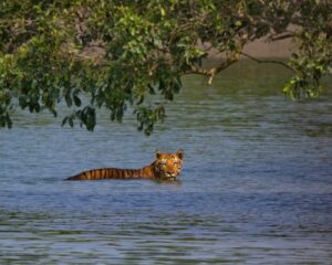 Sundarbans is nearing its Tiger Carrying Capacity