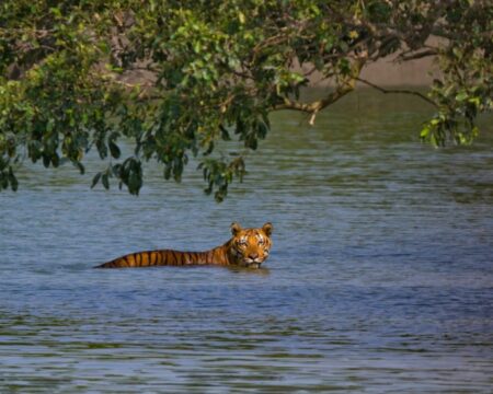 Sundarbans is nearing its Tiger Carrying Capacity
