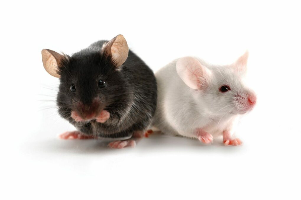 Mice models have helped reveal the chemical reversal of senescent cells. 
Image Source:  Charles River Laboratories
