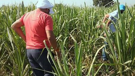 The Unidentified Bodies were found in the Sugarcane Fields