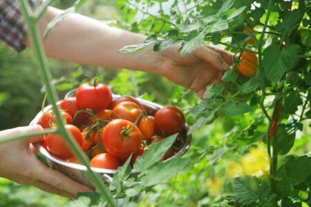 Tomatoes - The gold market or black market - Asiana Times