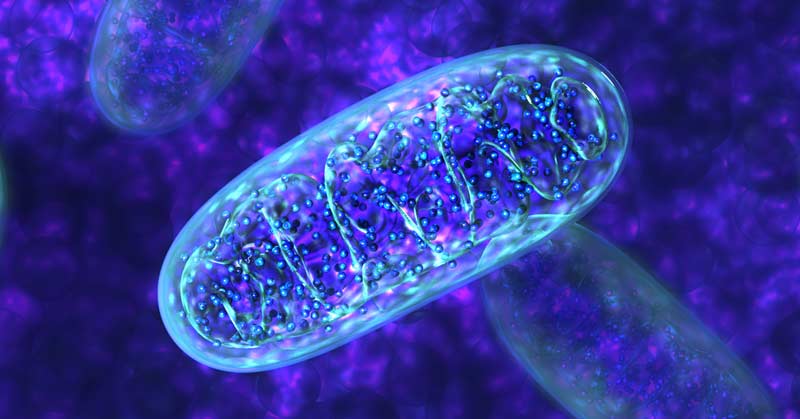 Mitochondria's Plea For Help - Asiana Times