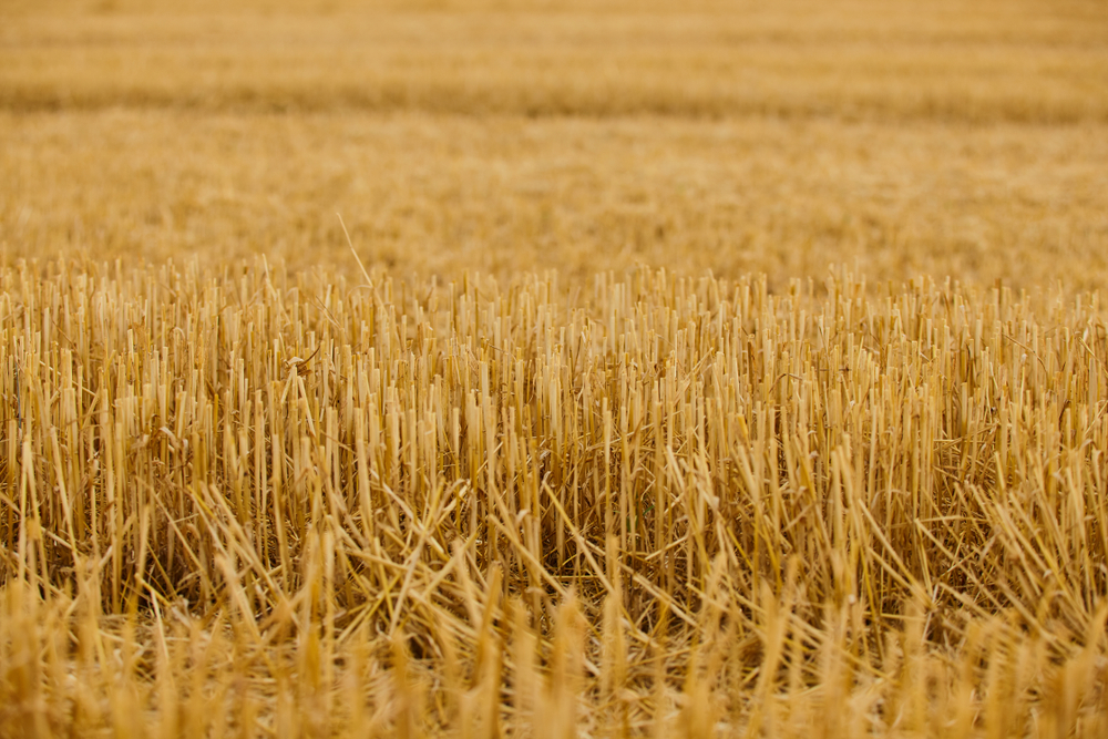 Research indicates growing concerns over decline in wheat production are linked with climate change and global warming of the Earth. 
Image Source: Modern Farmer