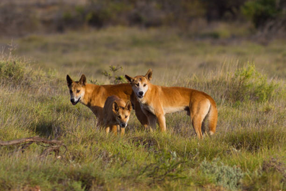 Taking selfies with Dingoes : Dangerous & Costly - Asiana Times