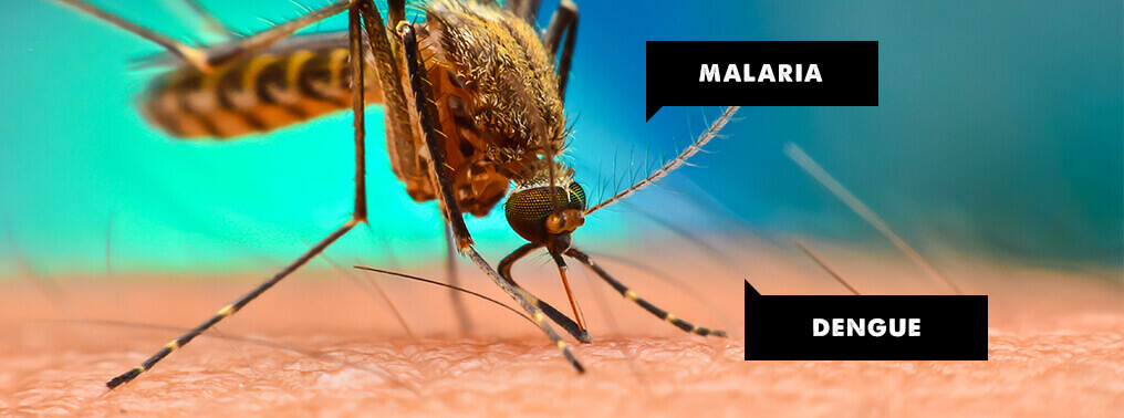 Delhi Fights Dengue, Malaria: Painkiller Sales Addressed Carefully! - Asiana Times