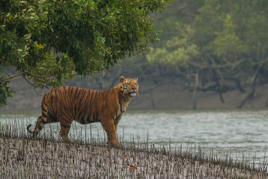 Sundarbans is nearing its Tiger Carrying Capacity