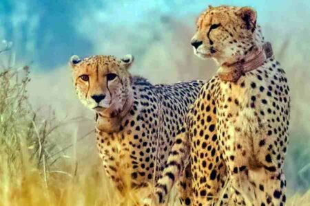 Radio Collars of Cheetahs at Kuno National Park Removed - Asiana Times