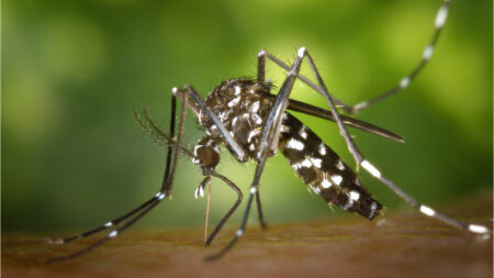 Dengue Cases Rise with Rainfall - Asiana Times