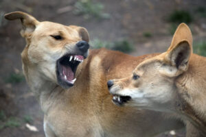 Attack by Dingoes