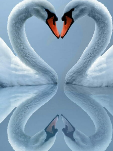 HD-wallpaper-animals-swans-animals-swans-love-heart-romantic-swans