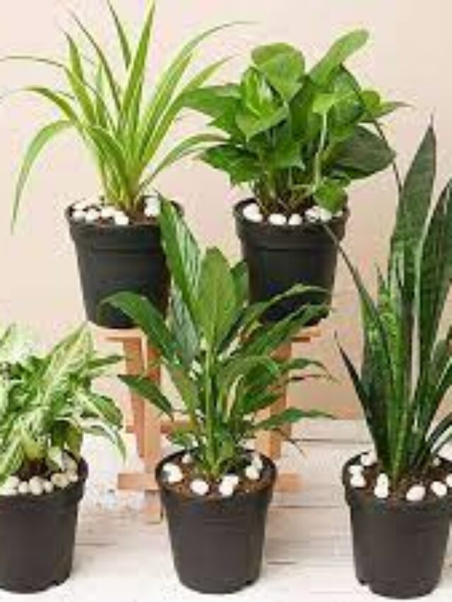 Plants that almost does not need water to grow