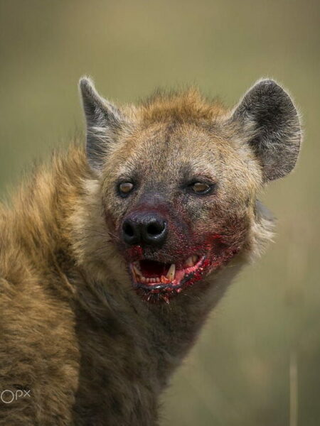 desktop-wallpaper-hyena-ideas-hyena-wild-dogs-african-wild-dog-baby-hyena