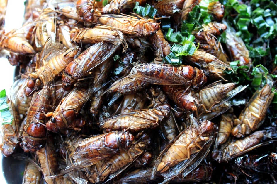 Pesky Pests Turn Palatable: Insects Invade Italian Gastronomy