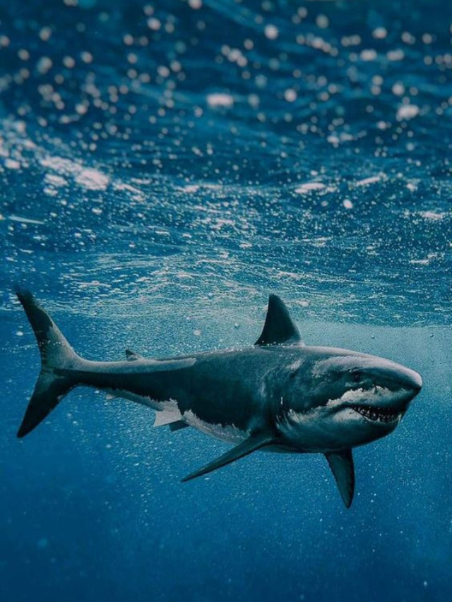 10 Shark Facts That May Surprise You