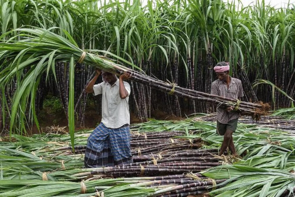 Sugarcane as a raw material for sugar production 