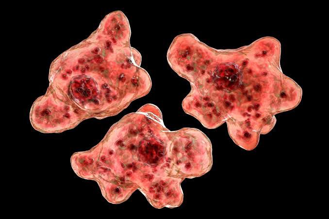 Georgia Woman Dies of a Brain Eating Amoeba: 2nd Infectious Death of the Week - Asiana Times
