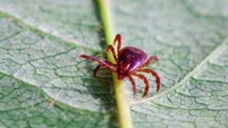 Alpha-gal Syndrome: Meat allergy linked to tick bites - Asiana Times