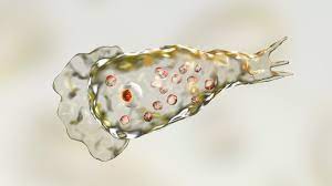 Brain-eating amoeba-Naegleri Fowleri