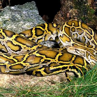 “MIRACULOUS RESCUE: 13th FLOOR PYTHON CONQUERS MUMBAI TOWER” - Asiana Times