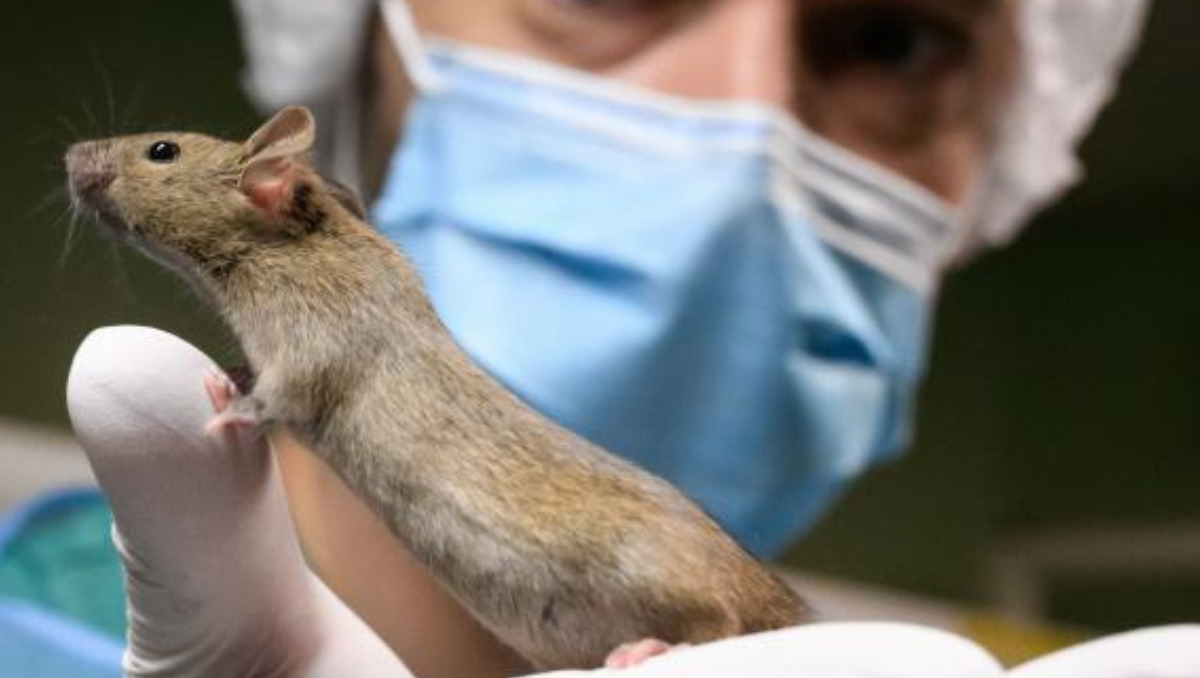 Bio engineered Mice: A Dangerous Experimentation