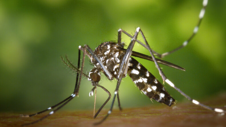 Delhi's Aggressive Dengue Prevention Drive, 27,000 Houseowners Penalized - Asiana Times