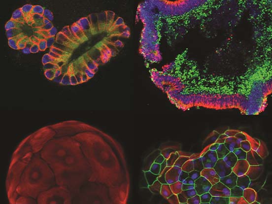 Serving Minimalism: ECM Supports Organoid Growth - Asiana Times