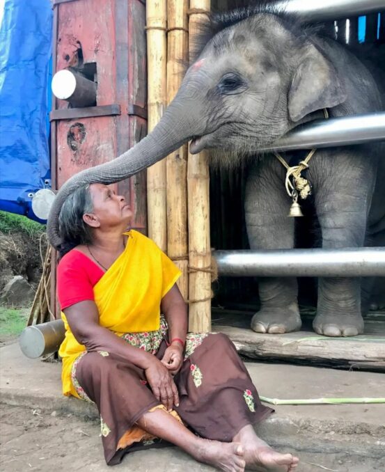 Bowman and Bailey of 'The Elephant Whispers' made allegations  - Asiana Times