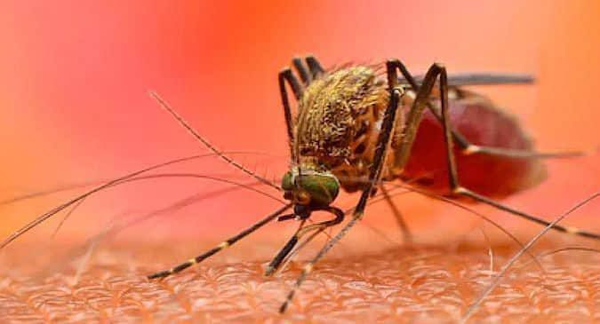 Dengue Cases In Delhi Have Two Folded In The Past 1 Week - Asiana Times