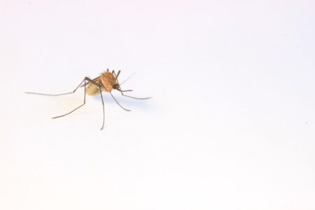 chikungunya mosquito