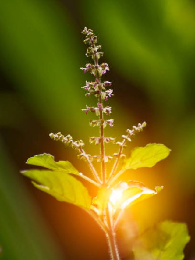 Plants that release oxygen at night