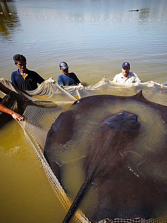 Largest Freshwater Fish in the World