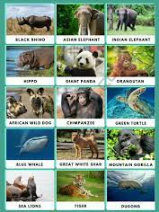 Animals which are going extinct soon