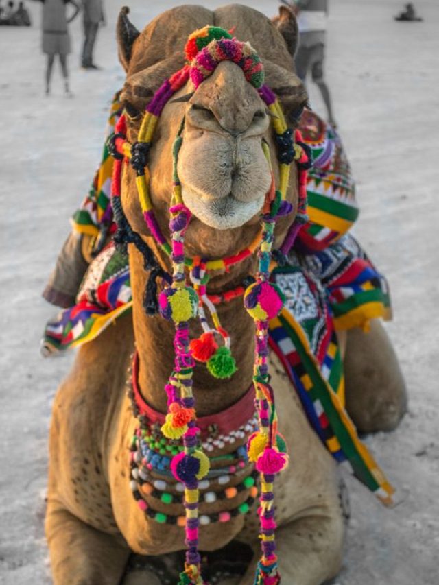 Traditional Handicrafts of Kutch