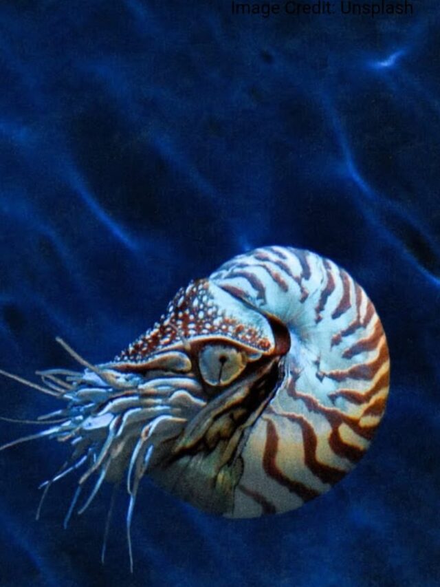 10 Amazing Animals with Shells