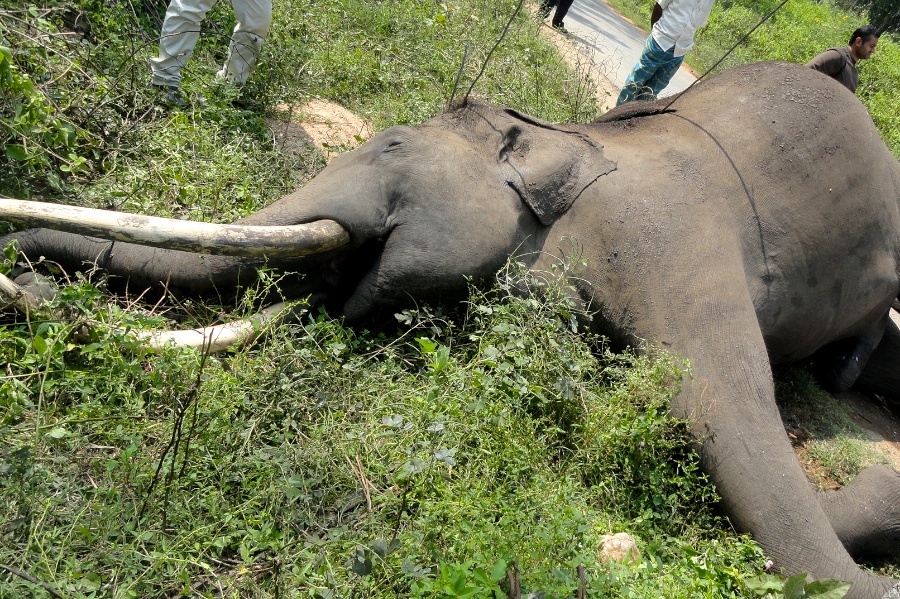 Elephant population in TN increases by 200, says Stalin - Asiana Times