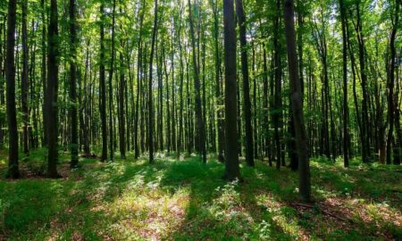 The Forest Conservation Acts’ Amendments: Can Affect Forests - Asiana Times