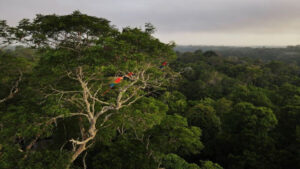 Amazon deforestation