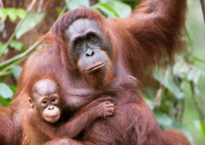 THE ORANGUTAN DAY !  - Asiana Times