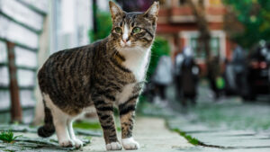 UK Man Infected by Cat Bite - Asiana Times