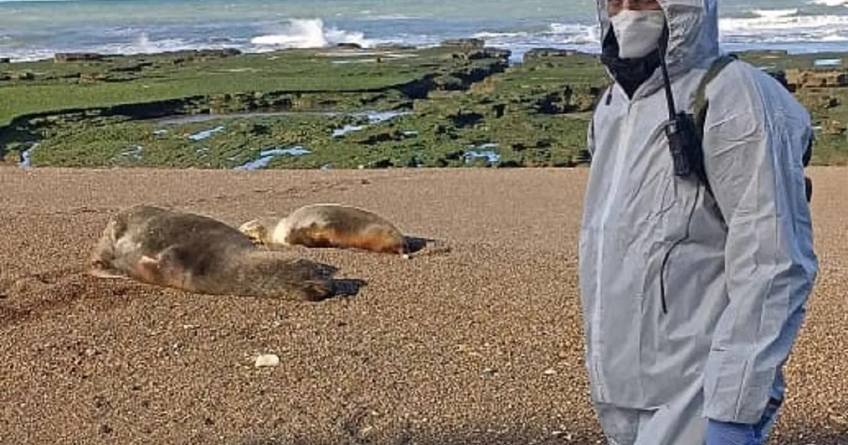 Bird Flu Attacked Sea Lions In Argentina, Killing Many - Asiana Times